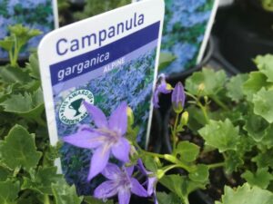 Campanula ‘Garganica’