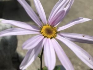 Chrysanthemum ‘Weyrichii’