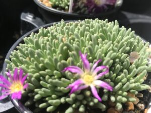 Delosperma ‘Sphalmanthoides’