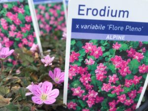 Erodium x variabile ‘Flore Pleno’